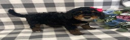 Mini Bernedoodle dogs for sale: Joy - Ad 4