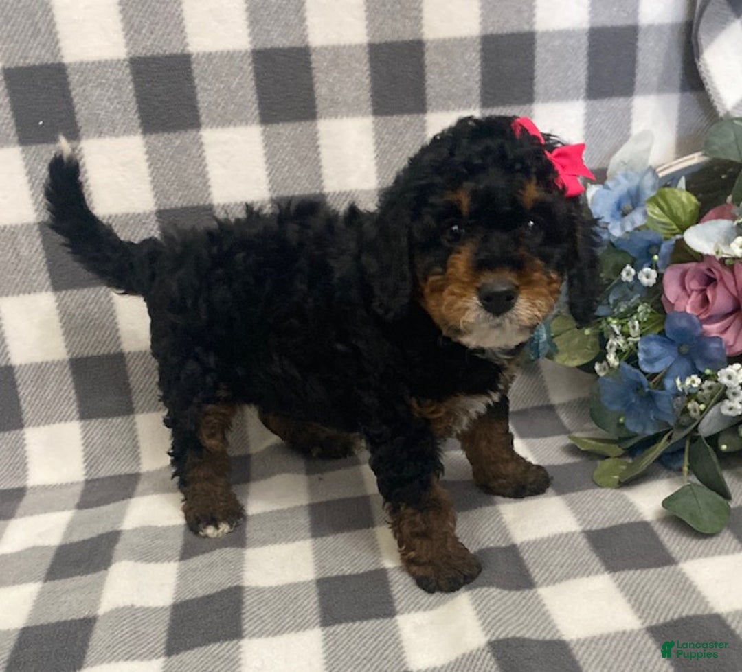 Mini Bernedoodle dogs for sale: Joy - Ad 4