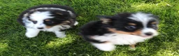 Toy Australian Shepherd dogs for sale: Twila adorable black tri small Toy Aussie - Ad 4