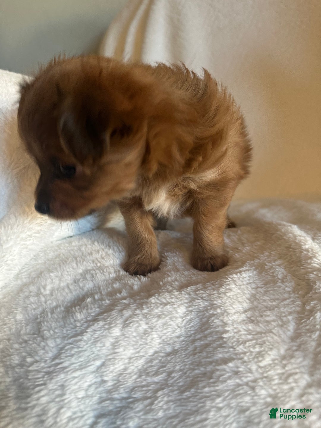 Mixed Breed dogs for sale: Mixed Breed Puppy 4 - Ad 1