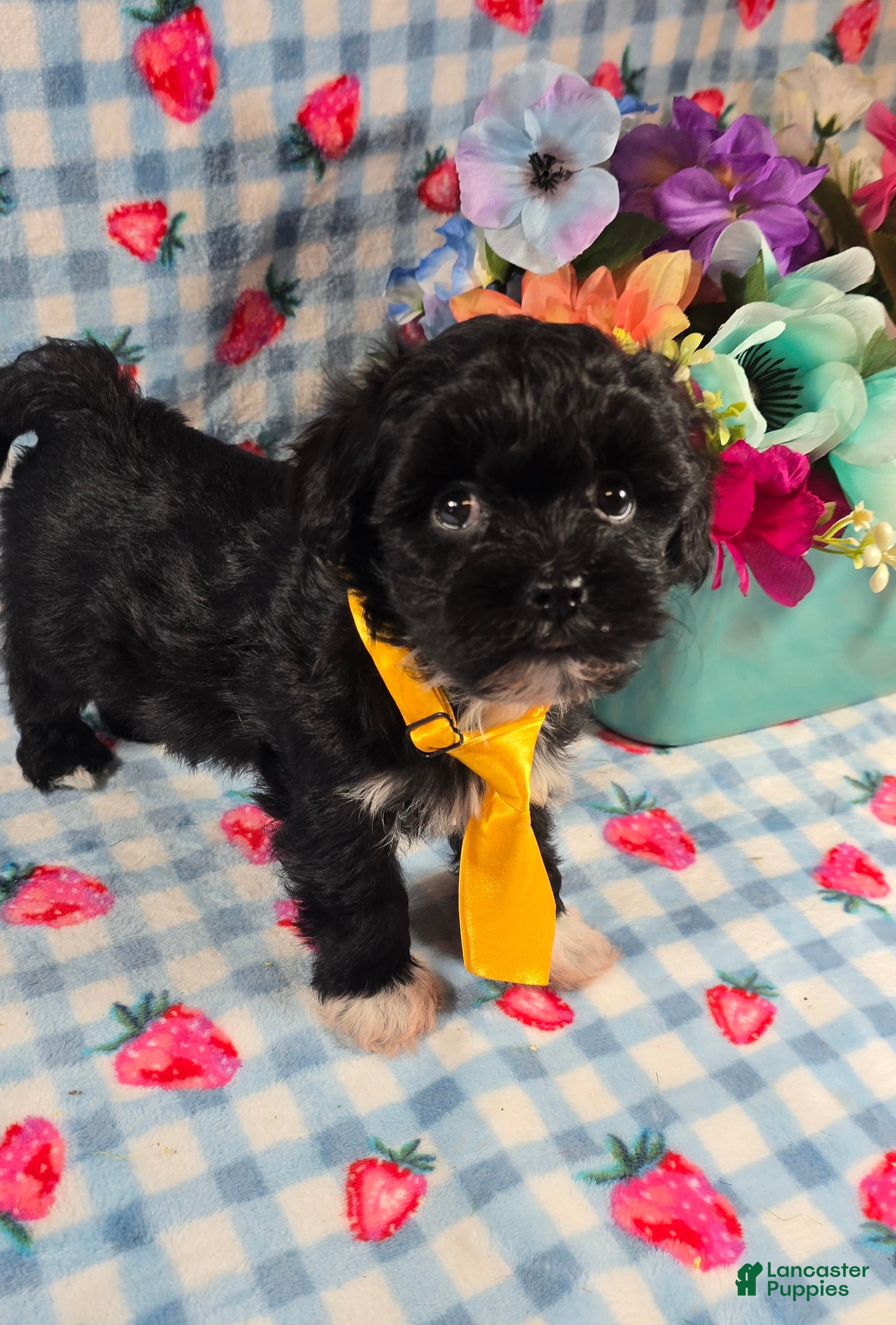 Mixed Breed dogs Shade - Ad 1