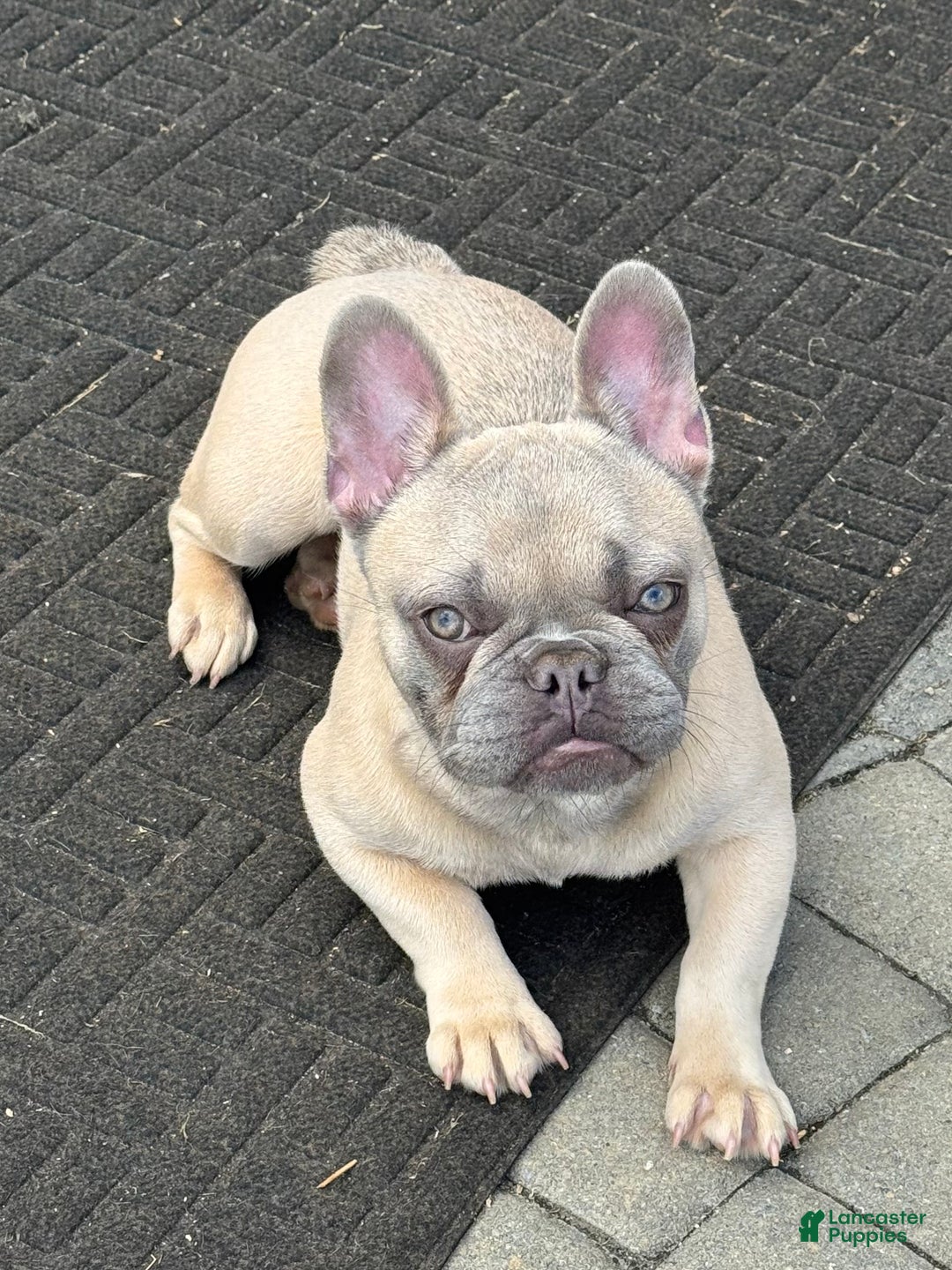 French Bulldog dogs for sale: French Bulldog Puppy 2 - Ad 1