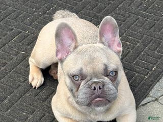 French Bulldog dogs French Bulldog Puppy 2 - Ad 17
