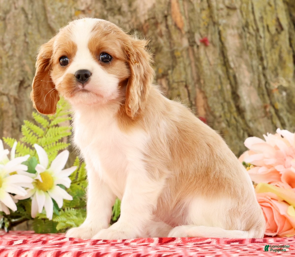 Cavalier King Charles Spaniel dogs for sale: Zoe - Ad 2