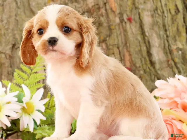 Cavalier King Charles Spaniel dogs for sale: Zoe - Ad 2