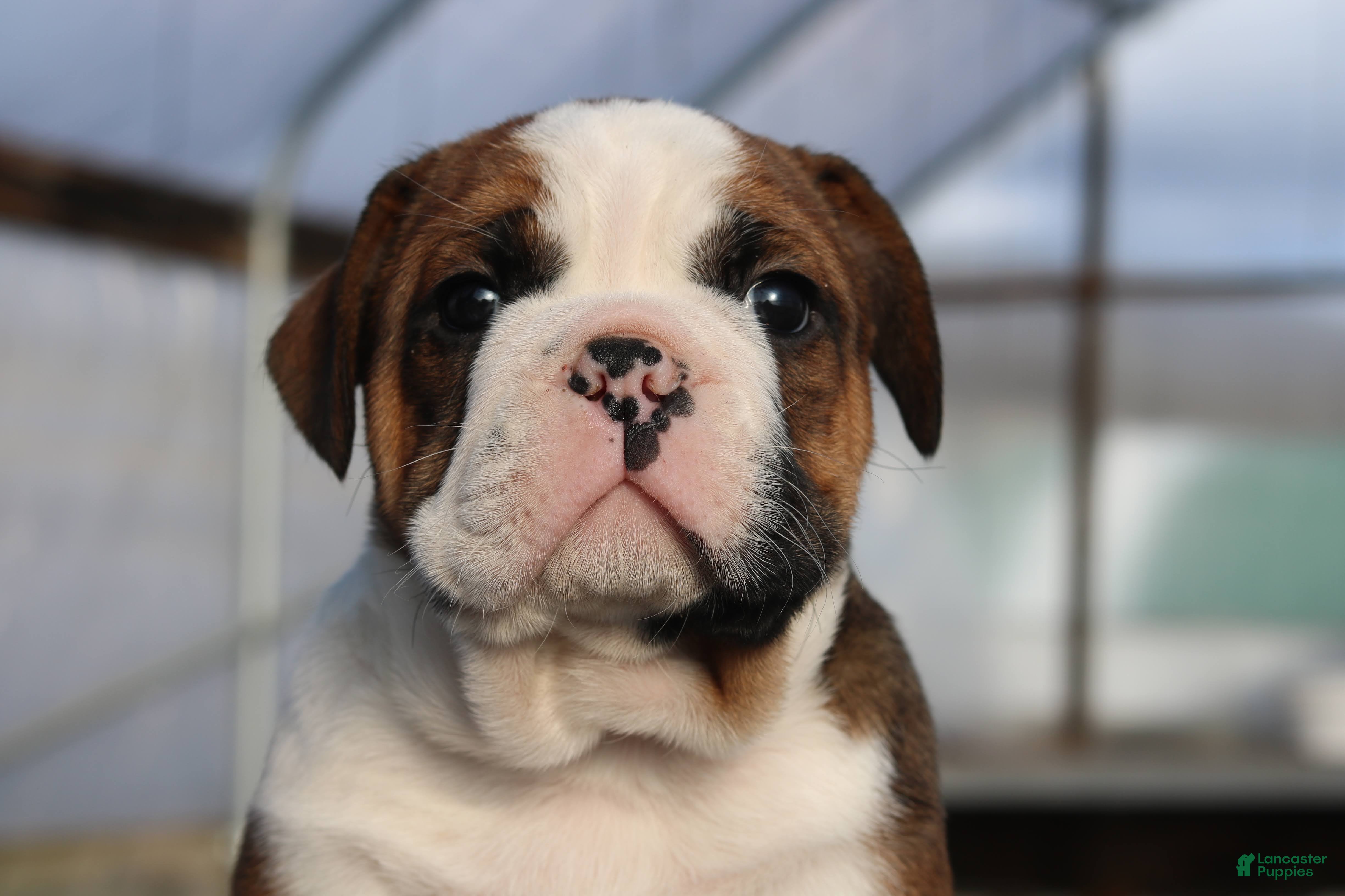 Mixed Breed dogs Sunny - Ad 41