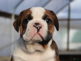 Mixed Breed dogs Sunny - Ad 41