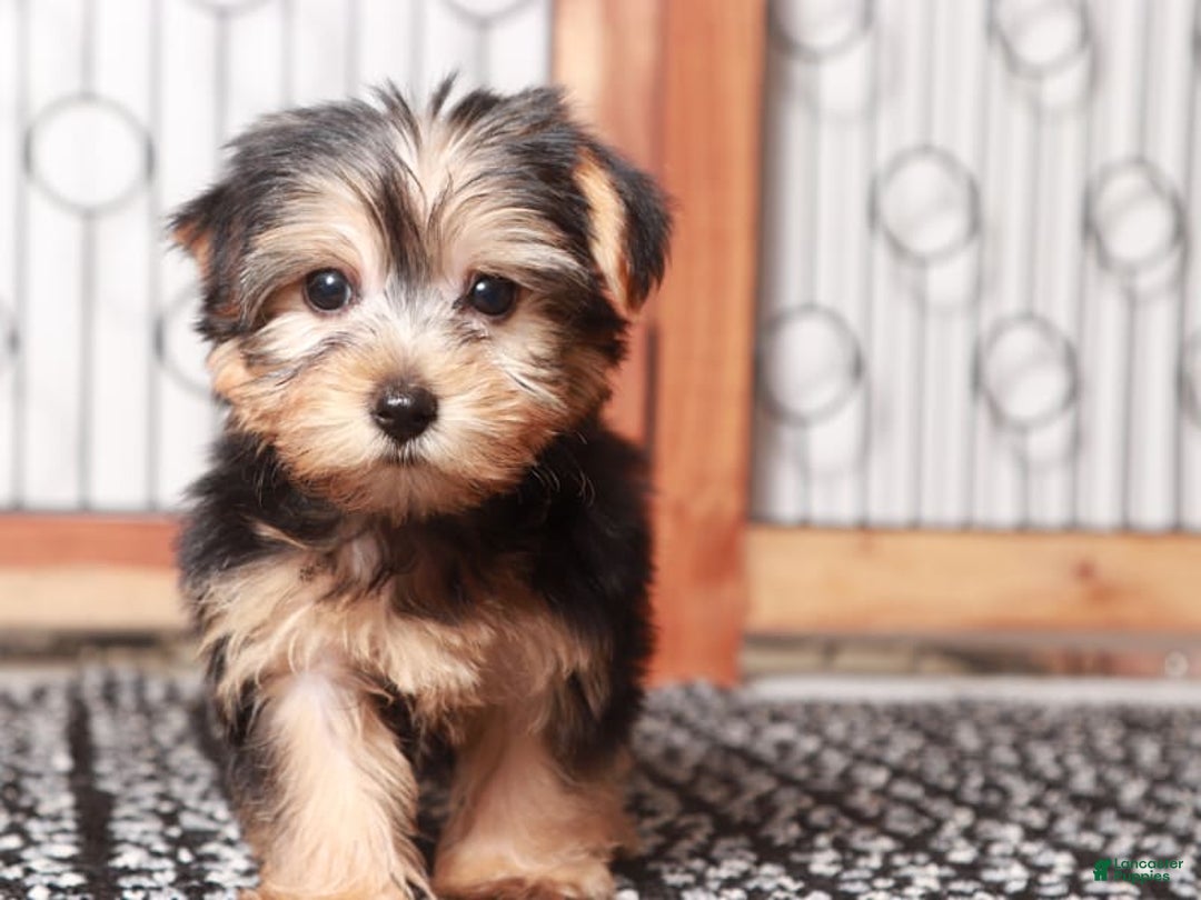 Sale Near Yorkie Puppies For Sale In Yorkshire Terrier Dogs