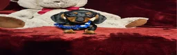 Miniature Dachshund dogs for sale: *JAX* - Ad 5