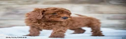 Miniature Poodle dogs for sale: Jolene - Ad 3