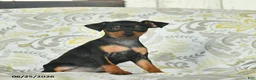 Miniature Pinscher dogs for sale: Hazel  - Ad 3