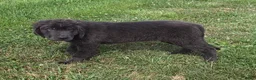 Newfoundland dogs for sale: Rusty - Ad 3