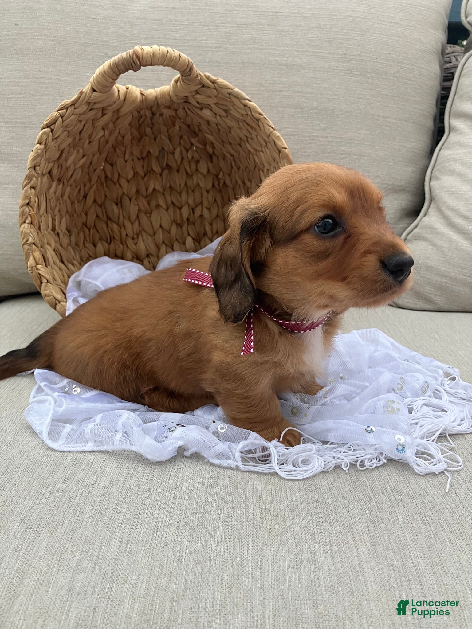 Miniature Dachshund dogs for sale: Daisy - Ad 5