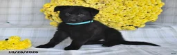 German Shepherd dogs for sale: Olivia - Ad 3