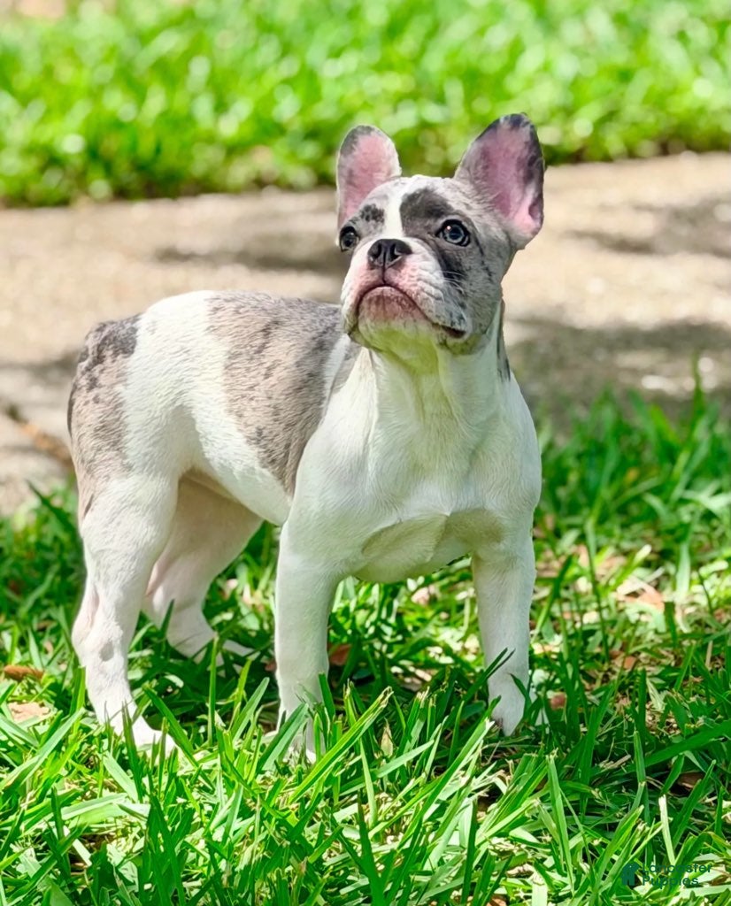 French Bulldog dogs for sale: Cupcake - Ad 1