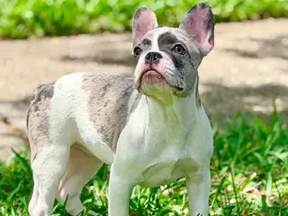 French Bulldog dogs for sale: Cupcake - Ad 1