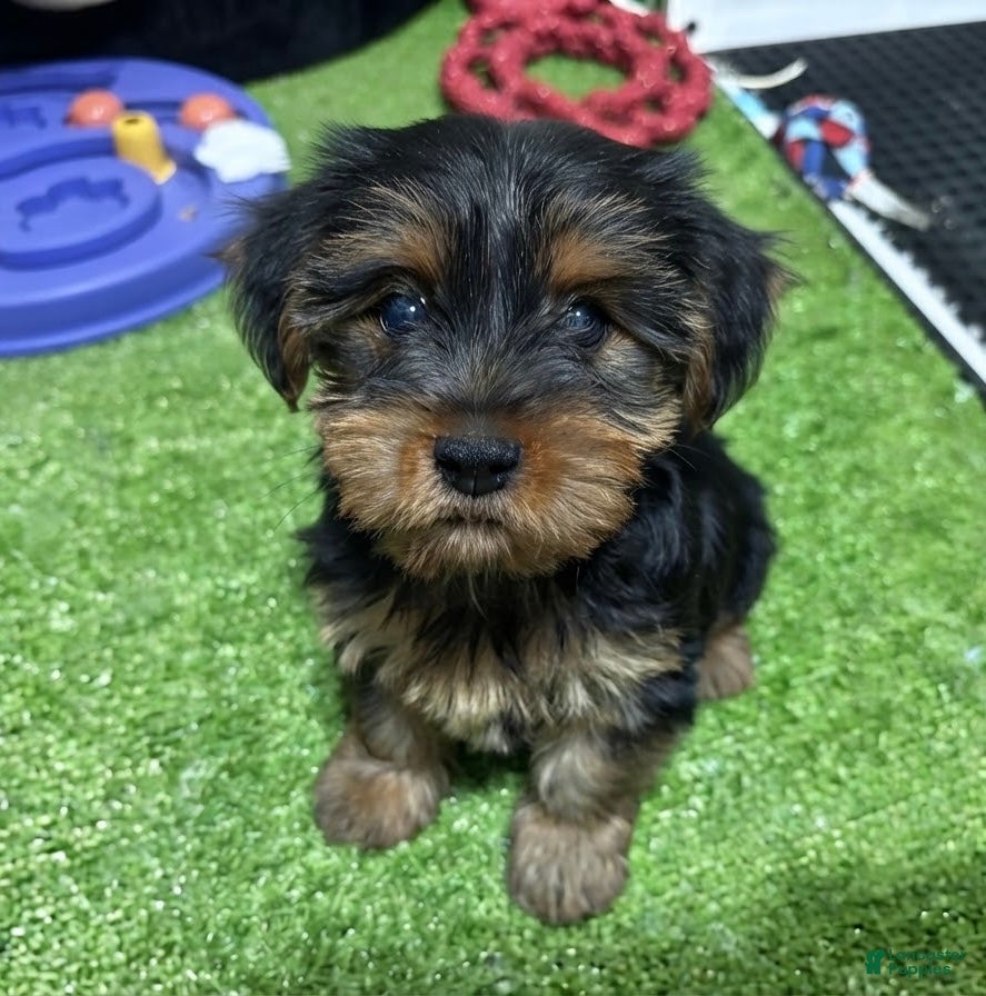 Yorkshire Terrier dogs Caio - Ad 9