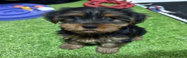 Caio