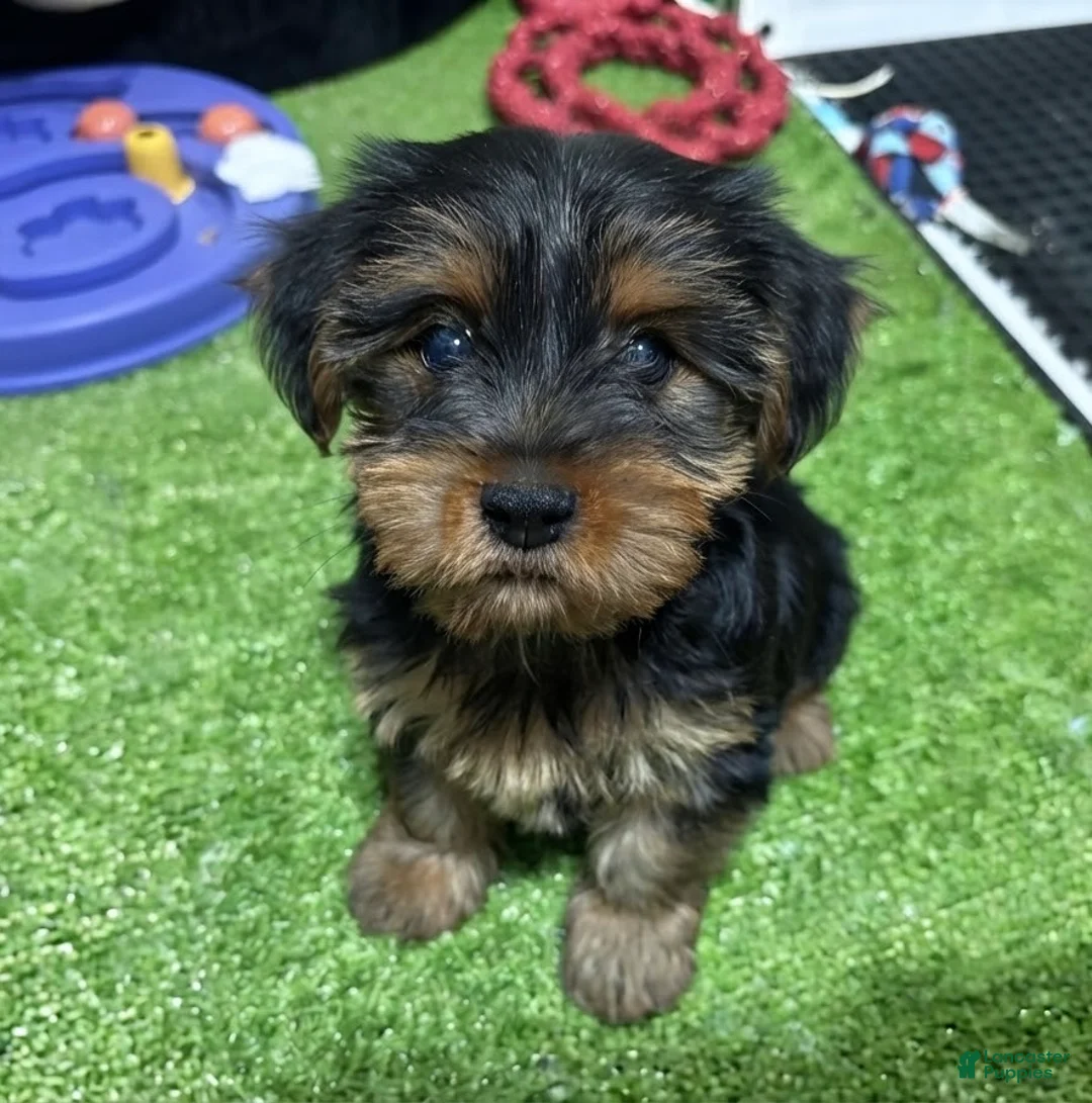 Yorkshire Terrier dogs for sale: Caio - Ad 1