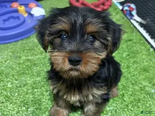 Yorkshire Terrier dogs Caio - Ad 9