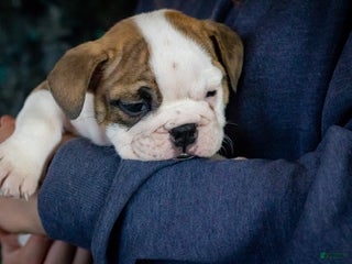 English Bulldog dogs Charlie - Ad 17