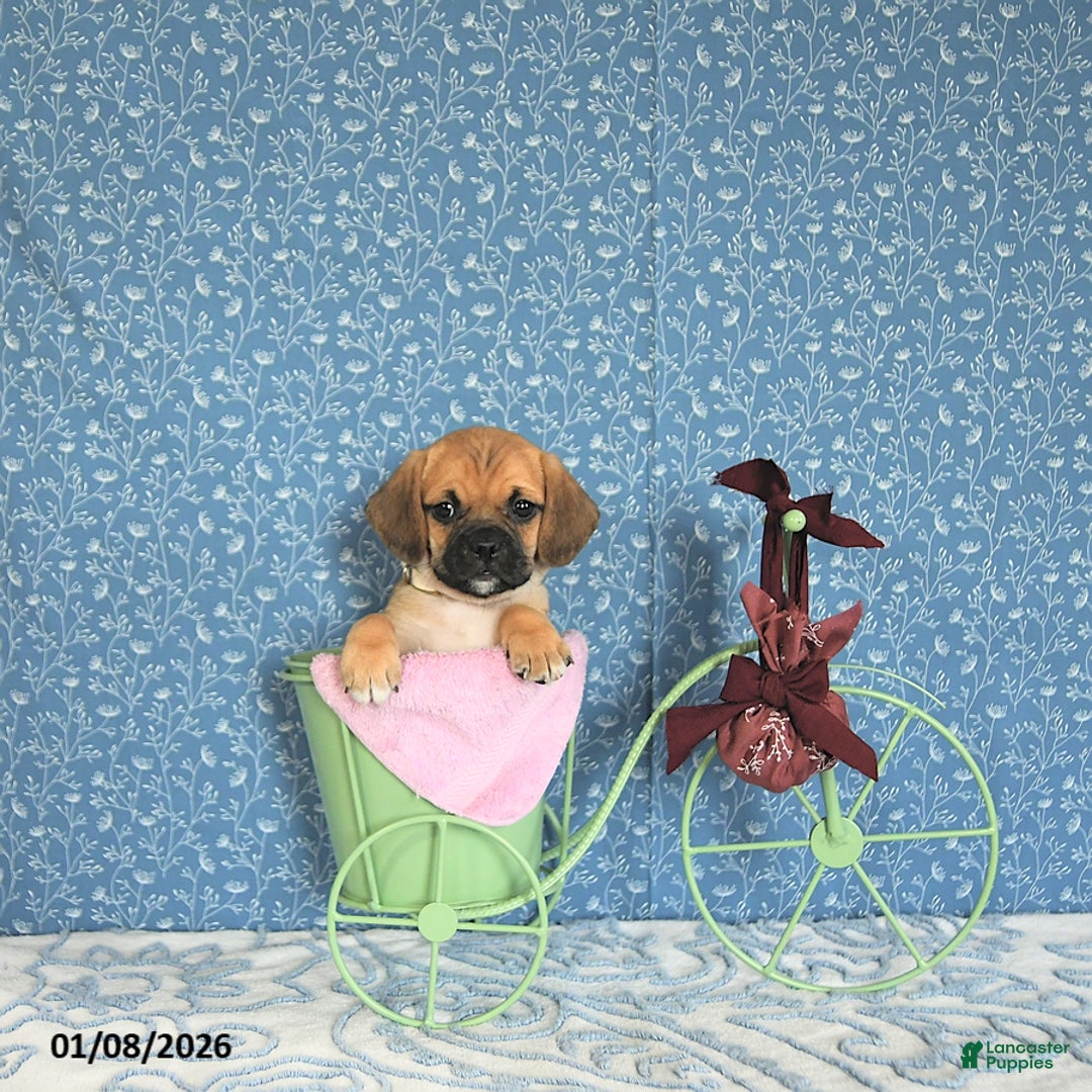 Puggle dogs for sale: Kamilah - Ad 3