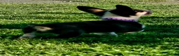 Welsh Corgi Pembroke dogs for sale: Yellow (New Collar: Purple) Female - Ad 5