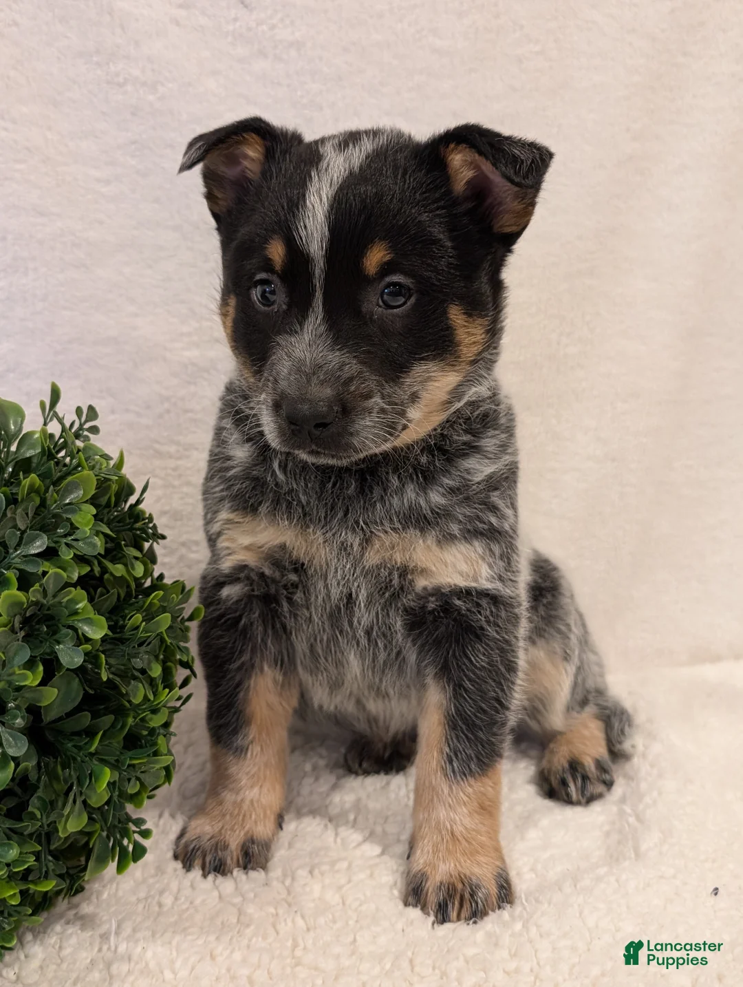 Australian Cattle Dog dogs for sale: Jack  - Ad 2