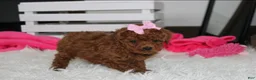 Miniature Poodle dogs for sale: Sasha  - Ad 2