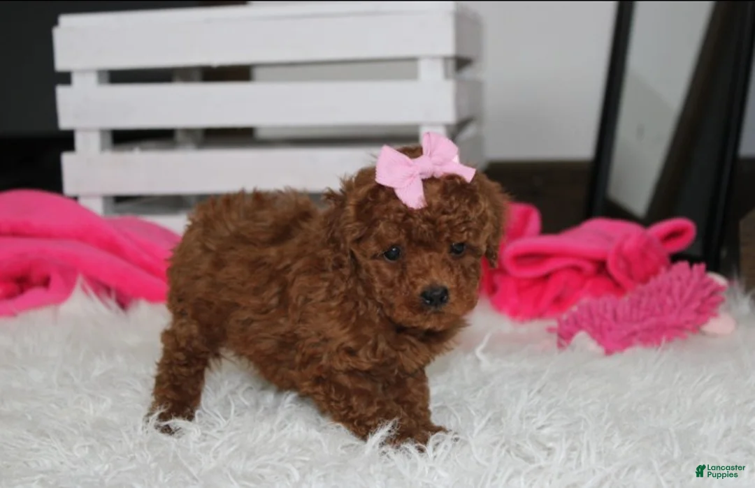 Miniature Poodle dogs for sale: Sasha  - Ad 2