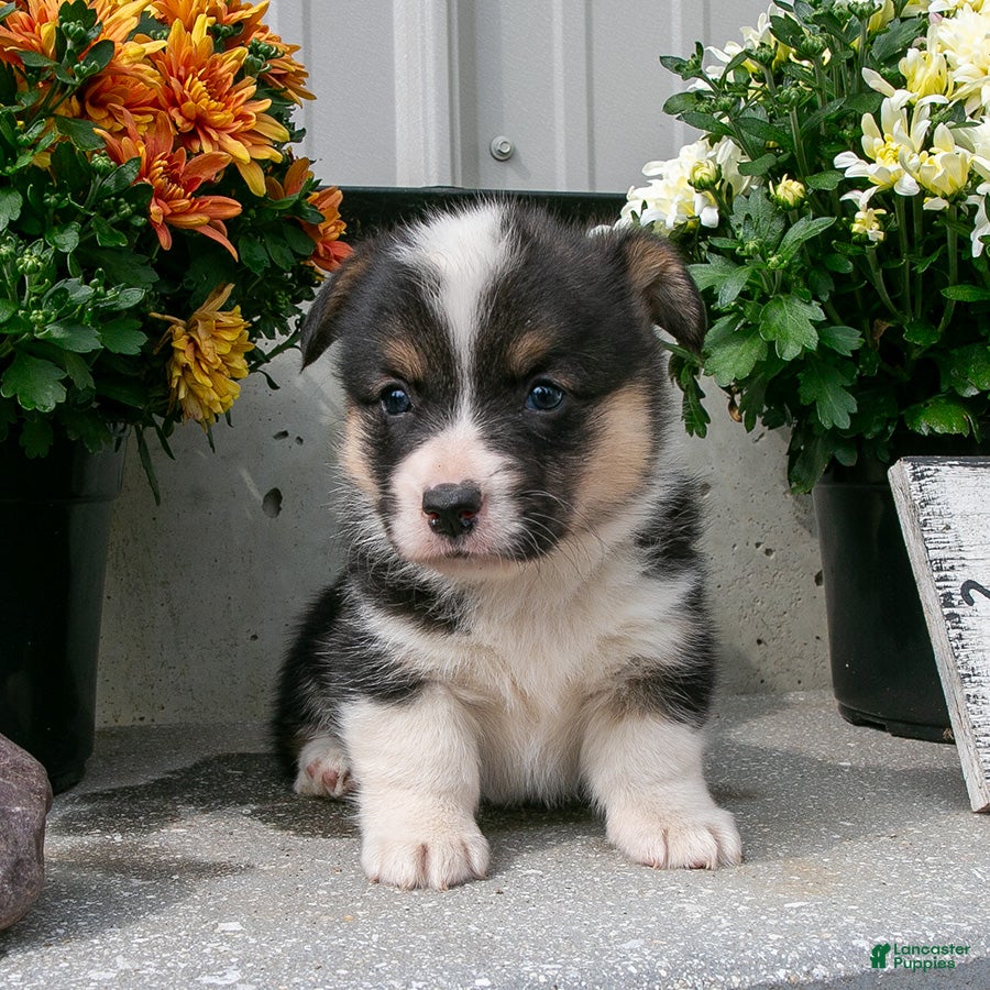 Welsh Corgi Pembroke dogs Ashley - Ad 1