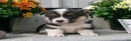 Welsh Corgi Pembroke dogs for sale: Ashley - Ad 1
