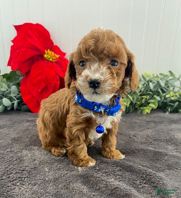 Toy Poodle dogs Koda - Ad 38
