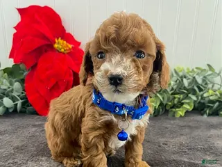 Toy Poodle dogs Koda - Ad 38