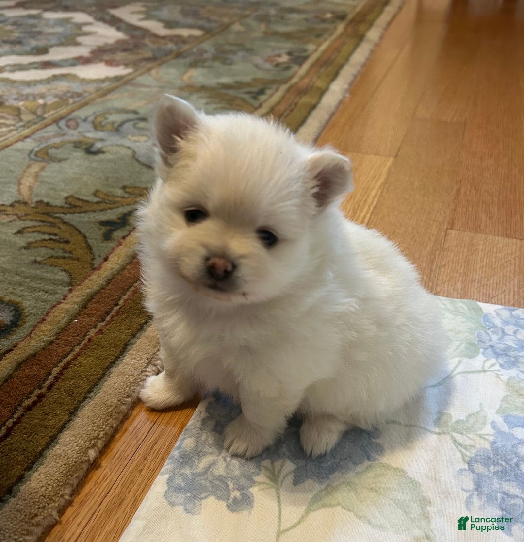 Pomeranian dogs for sale: Pomeranian Puppy 2 - Ad 5