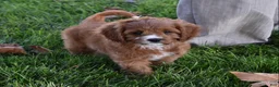 Cavapoo dogs for sale: Macy  - Ad 3