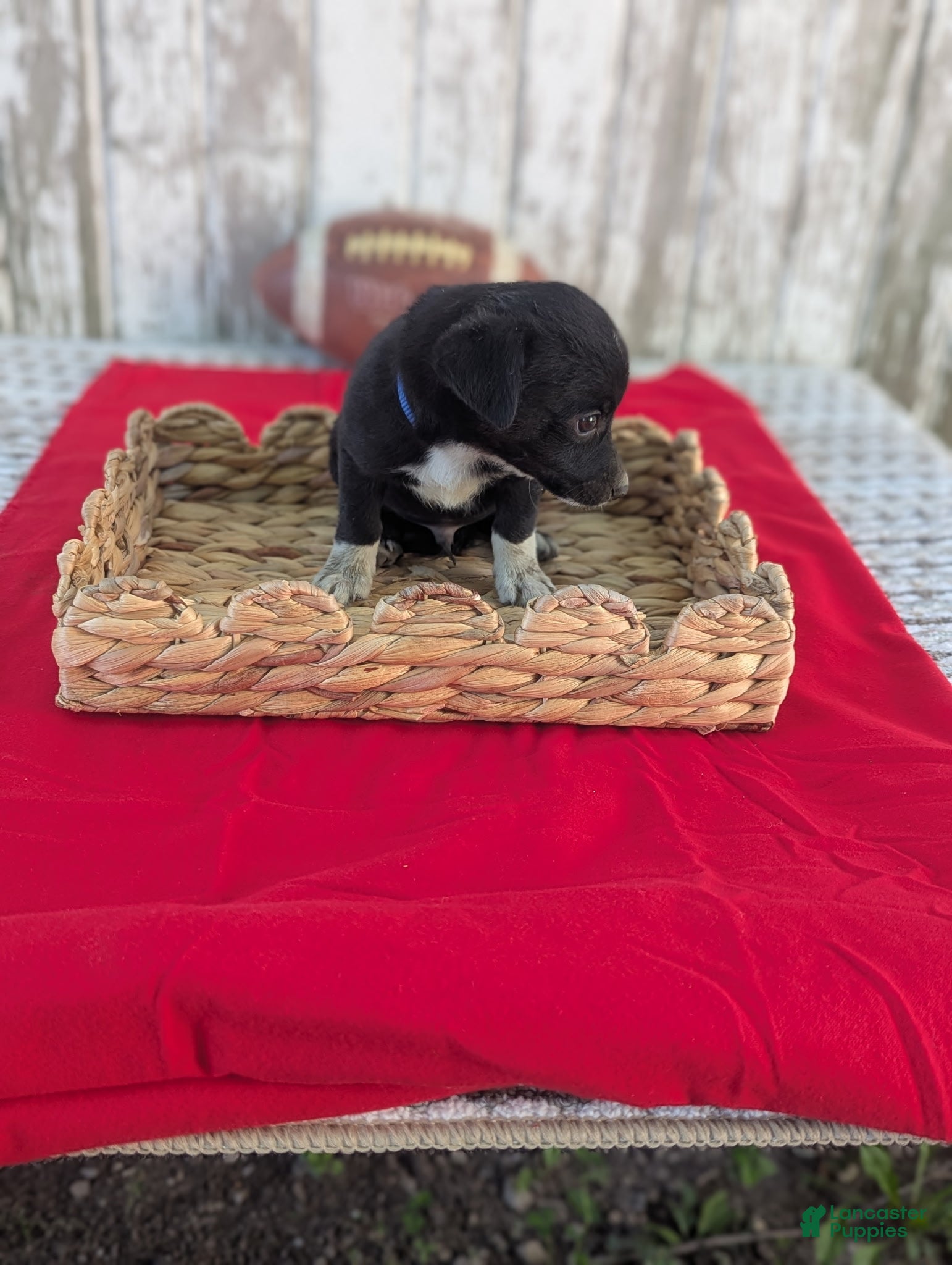 Chihuahua dogs Teddy  - Ad 22