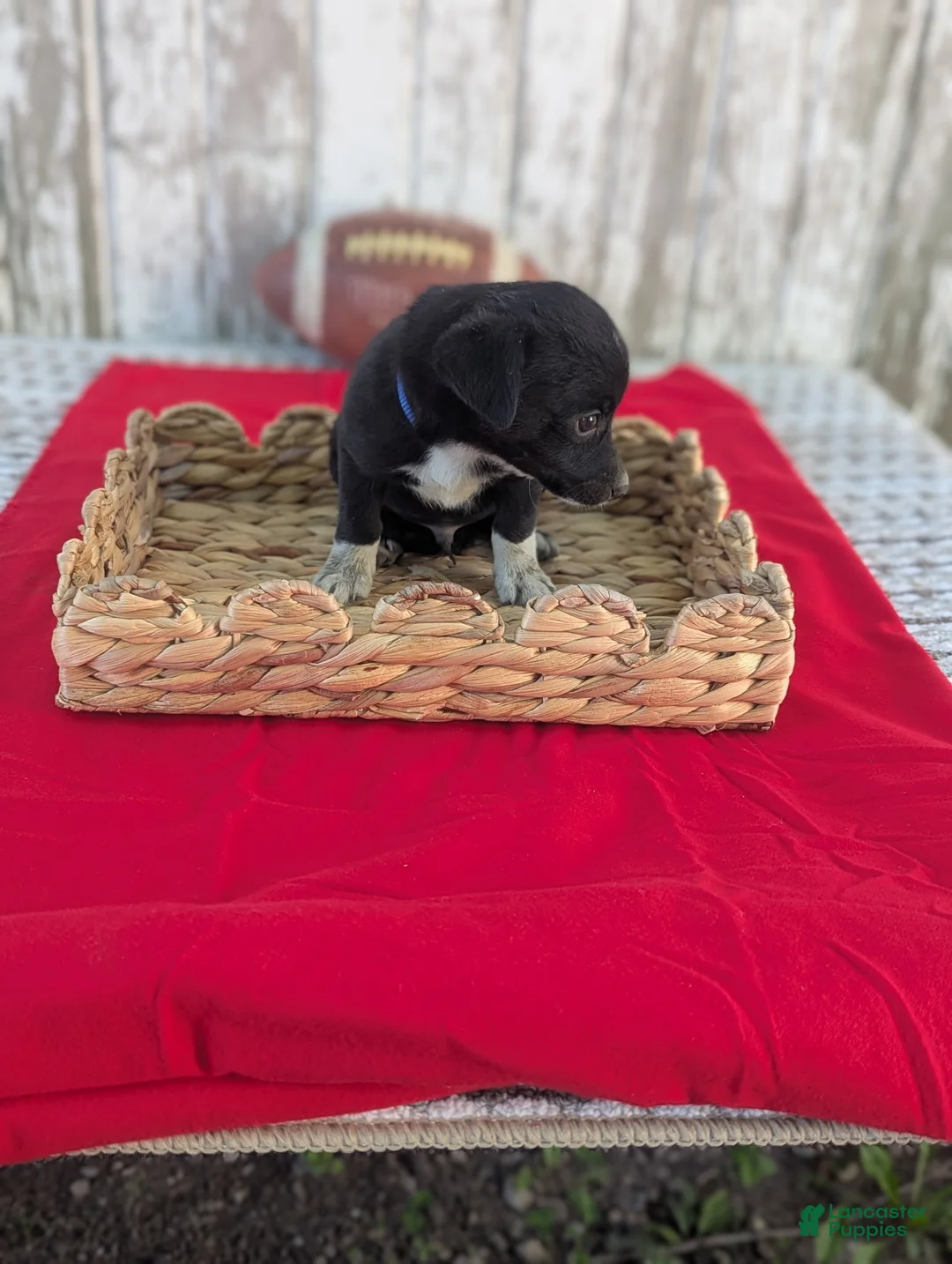 Chihuahua dogs for sale: Teddy  - Ad 1