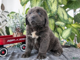 Newfoundland dogs Sally - Ad 8