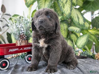 Newfoundland dogs Sally - Ad 24