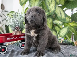 Newfoundland dogs Sally - Ad 14