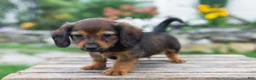Miniature Dachshund dogs for sale: Gus - Ad 3