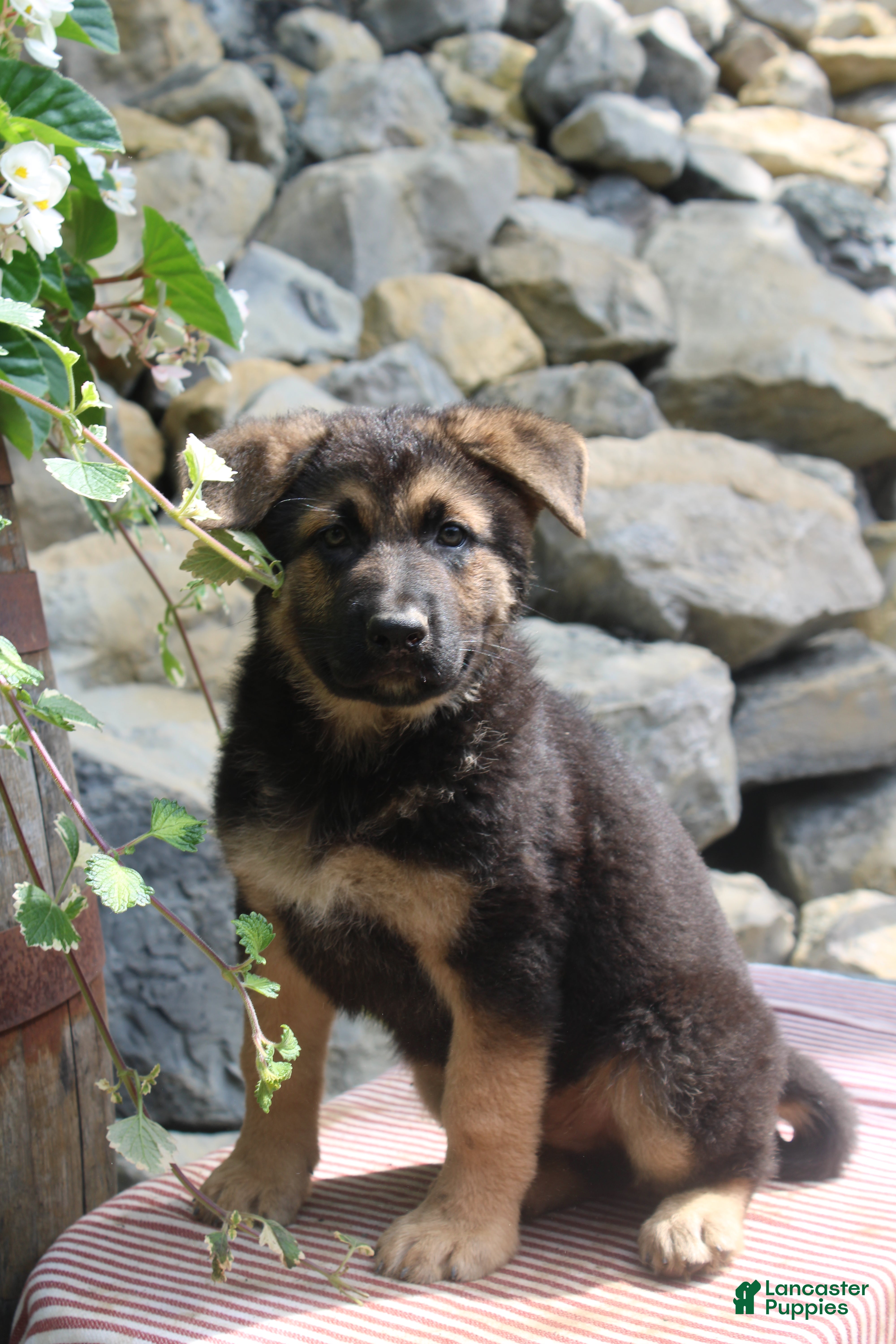 German Shepherd dogs Diesel  - Ad 1