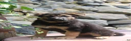German Shepherd dogs for sale: Diesel  - Ad 1