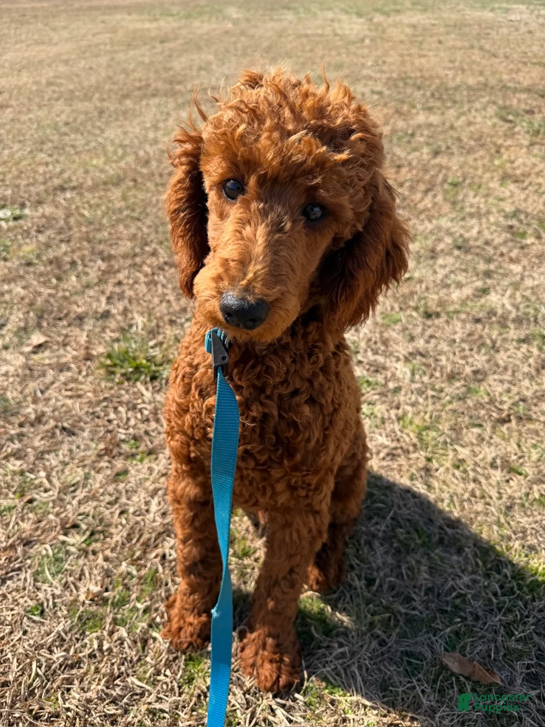 Miniature Poodle dogs for sale: Ian - Ad 4