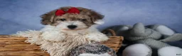 Bichpoo dogs for sale: Snickerdoodle - Ad 1