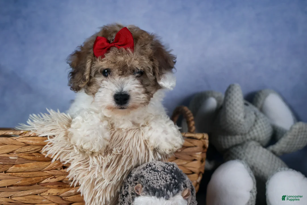 Bichpoo dogs for sale: Snickerdoodle - Ad 1
