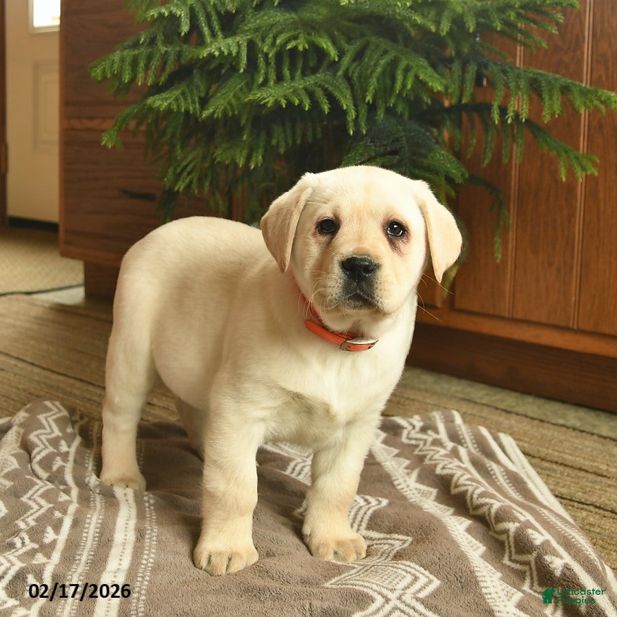 Labrador Retriever dogs Gage  - Ad 2
