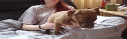 American Bully dogs for sale: Sarah Hildebrandt - Ad 9