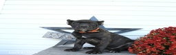 Cane Corso dogs for sale: Penny - Ad 6